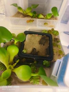龟缸白线虫怎么办？清洁除虫防富营养（乌龟缸里有白色线状的小虫子）