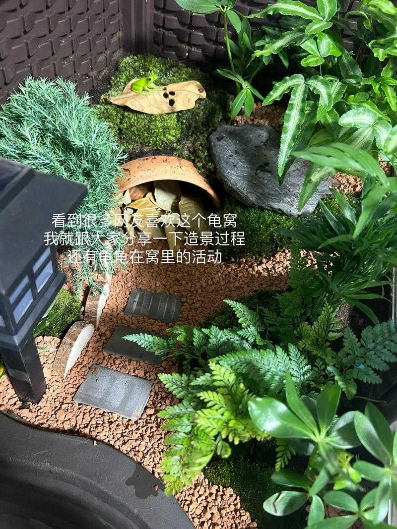 水陆分区，UV加热，勤清洁（乌龟窝怎么布置）