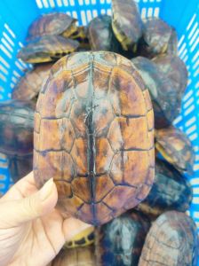 体型越大越贵，选购注意商家信誉（石金钱成龟金少钱一斤）