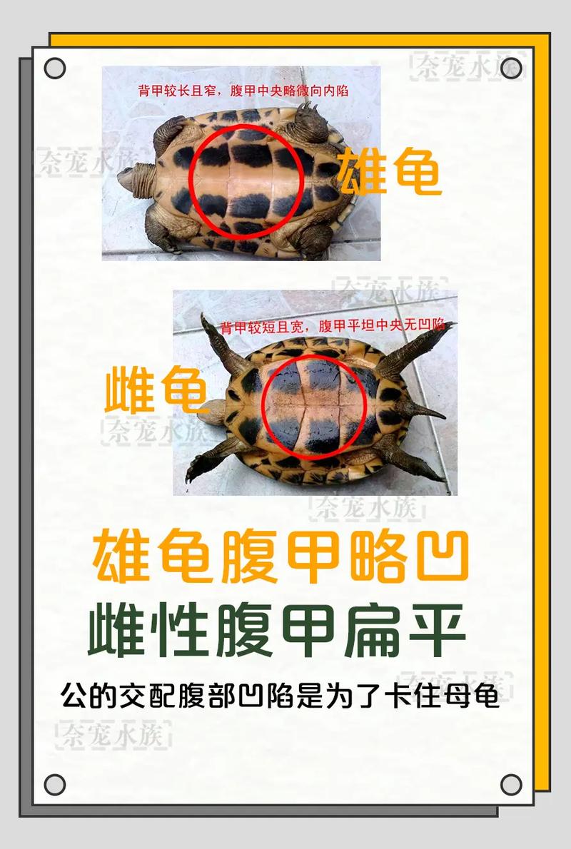 乌龟养殖配比与管理技巧（养乌龟一公二母好还是二公一母）