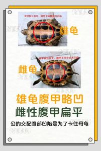乌龟养殖配比与管理技巧（养乌龟一公二母好还是二公一母）