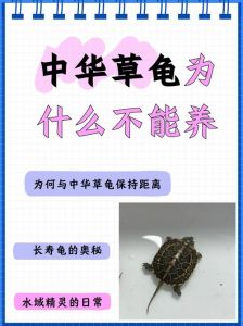 苗禄种冷池WC CB爆长纹错甲（龟龟嫩老贵是说什么）