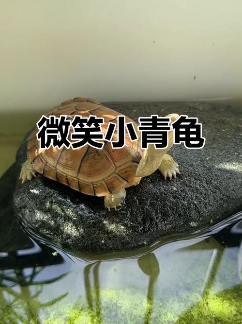乌龟食欲与环境健康食物的关系（为什么有的乌龟不吃虾小青龟）