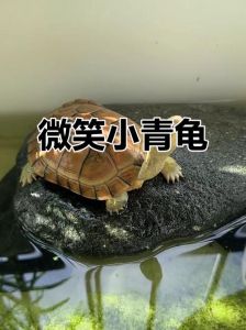 乌龟食欲与环境健康食物的关系（为什么有的乌龟不吃虾小青龟）