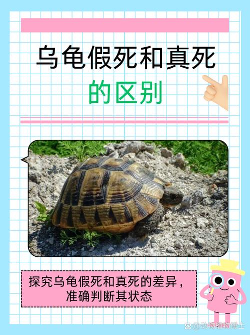 乌龟走散遇恶作剧，幽默揭示动物界荒诞（一只母乌龟翻过来的笑话）