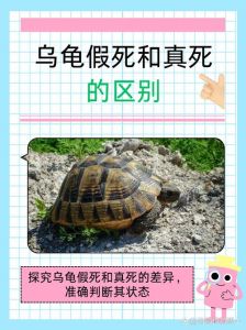 乌龟走散遇恶作剧，幽默揭示动物界荒诞（一只母乌龟翻过来的笑话）