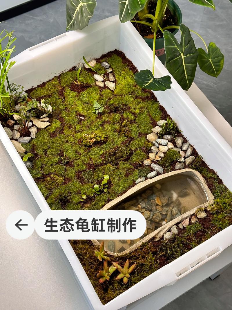 巴西龟养两只易打架？缸大隔开勤喂食，和谐养龟看这几点！（巴西龟两只一个缸怎么养）