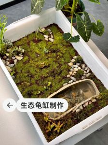 龟缸放阳台，阳光通风好，玻璃缸透气，水陆两分，乌龟舒心（养乌龟的缸怎么布置图片大全）