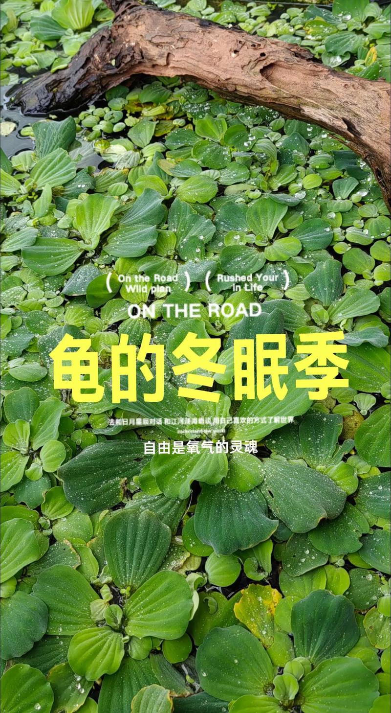 营养加温，健康过冬（冬天怎样养小乌龟）
