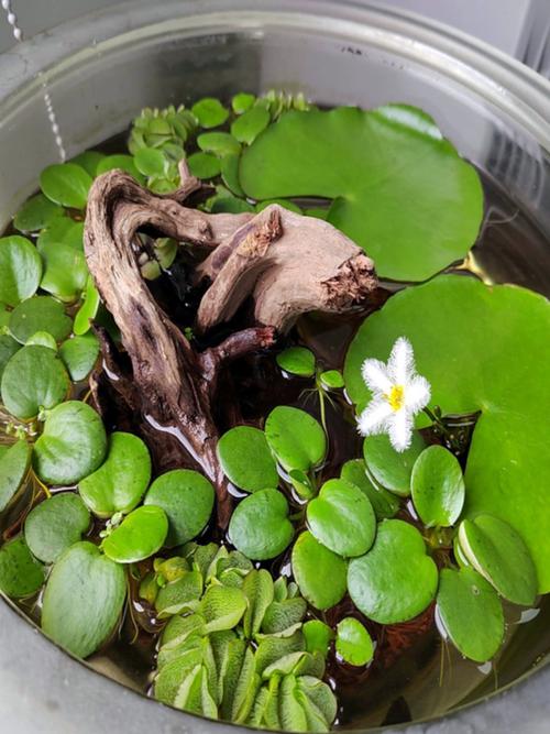 沉水挺水浮水植物选择与搭配（养龟缸里净水最强的植物）