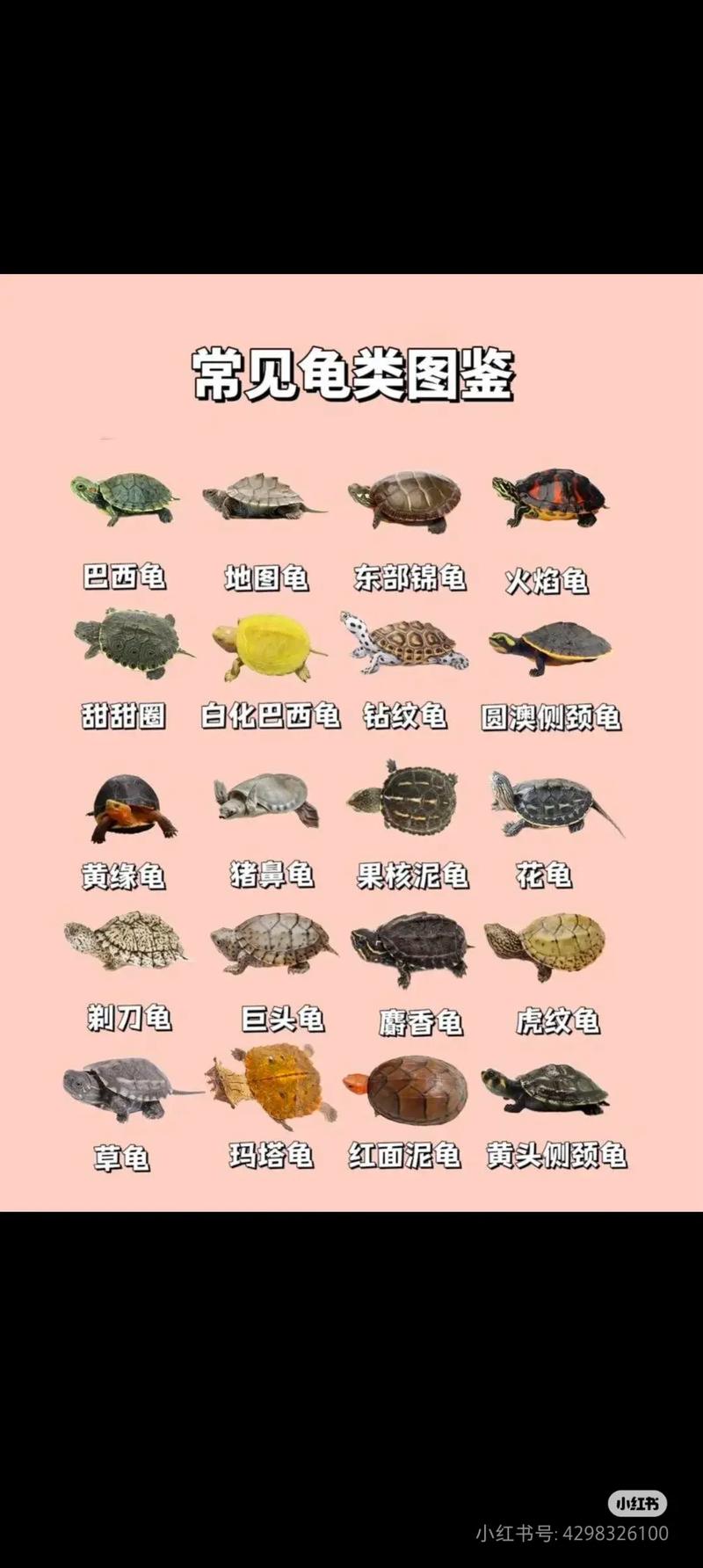 选对品种，爱心耐心养！（龟大全图片品种）
