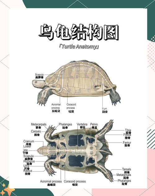 海洋与陆地的不同生活（海龟与乌龟的区别图片）