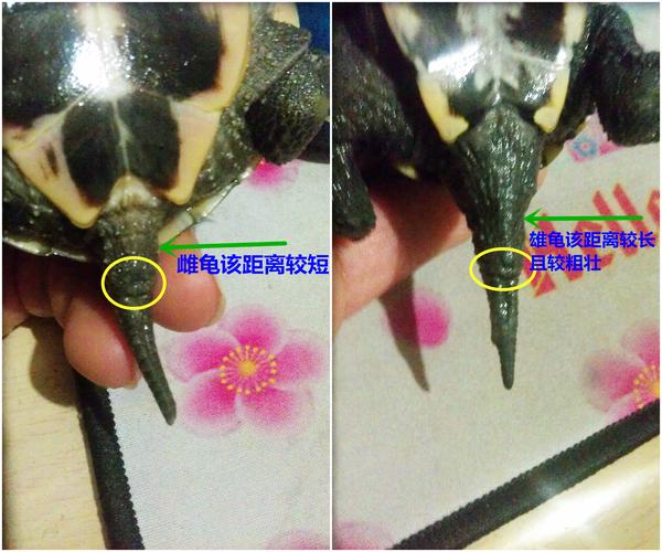 母龟产卵难繁殖，养殖需公母配对（有几只母乌龟没有公乌龟）