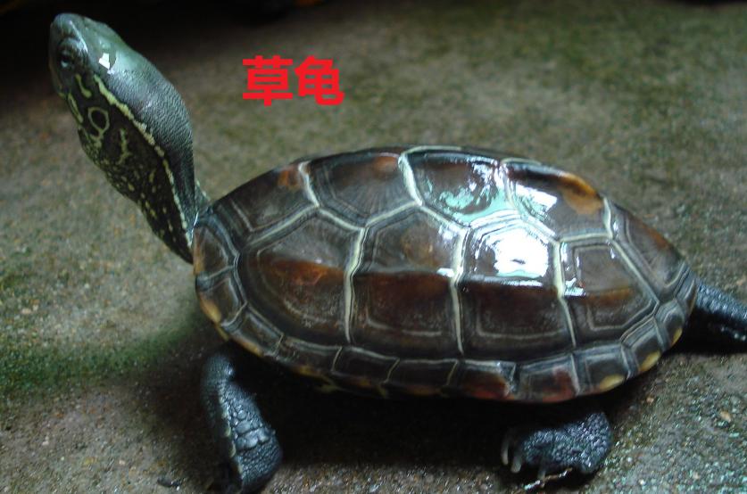 巴西龟强草龟乖，养龟需耐心（巴西龟和草龟哪个好）