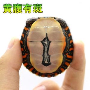 西锦东锦龟混养可行，注意性别和体型（西锦龟可以和东锦龟一起养吗）