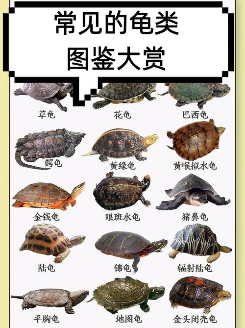品种识别与养护全攻略（乌龟品种区分图片）