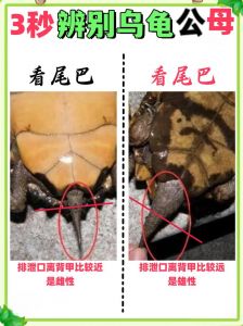 看尾巴和腹甲区分巴西龟公母（巴西红耳龟怎么分公母图解）