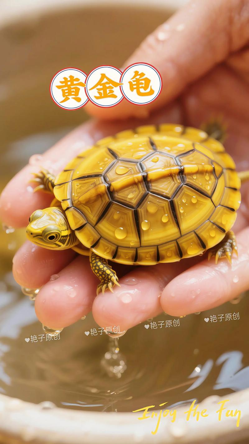 非学名泛指，养护要点看这里（黄金龟是什么品种）