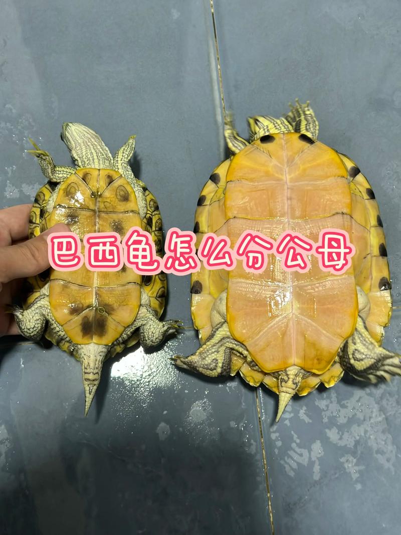 巴西龟公母辨别方法（乌龟分公母）