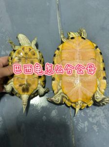 看腹甲泄殖孔体型（乌龟的公母怎么区别）