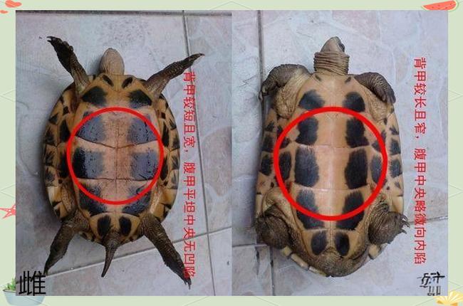 巴西龟公母怎么分？看体型前爪尾巴和腹甲（巴西乌龟公母怎么分辨图片大小）