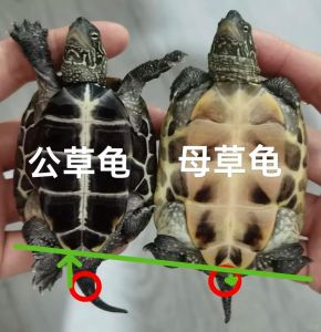 乌龟公母如何分？看尾巴腹甲指甲！（乌龟如何区分公母图解）