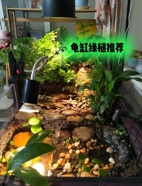 解读乌龟情感密码（乌龟看缸外的我们是长什么样的）