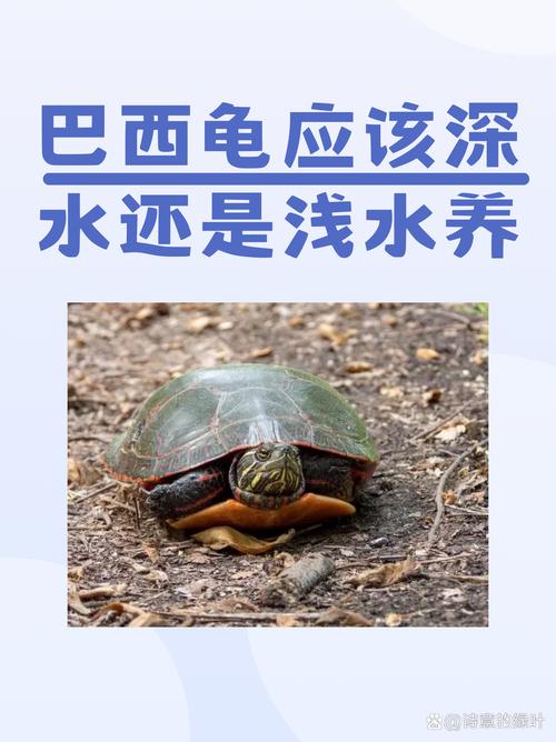 巴西龟别放生，会害本土生态！（一只巴西龟放生了会影响生态吗）