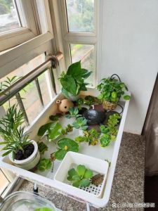 光照风水选对位，龟儿健康家和谐（乌龟缸客厅放置位置）