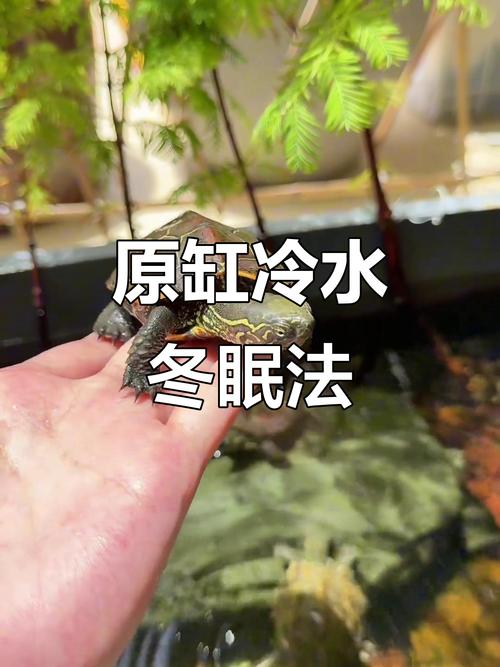 乌龟冬眠注意水温饮食，晒背温度防中暑（浅水乌龟冬天温度多少合适）