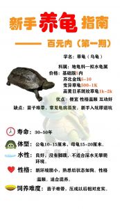 珍珠龟与草龟外观及饲养区别（草龟和珍珠龟哪个好养）