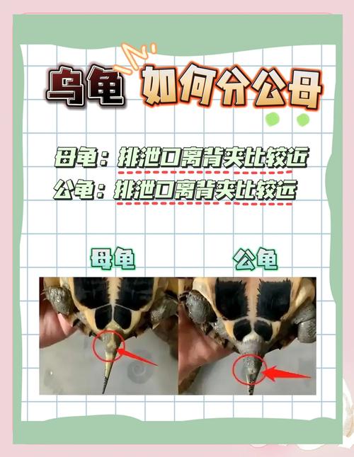 龟公母看尾巴泄殖孔，公细长母短圆（公龟母龟如何区分图片）