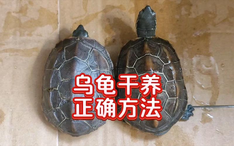 乌龟冬天怎么养？水养干养有风险（冬天养乌龟放水养好还是干养好）