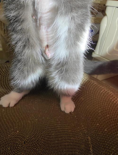 小猫绝育后性格变差怎么办？（小母猫绝育后紧张）
