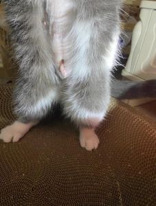 小猫绝育后性格变差怎么办？（小母猫绝育后紧张）