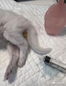 猫咪开塞露使用方法及注意事项（给猫用开塞露排毛的方法）