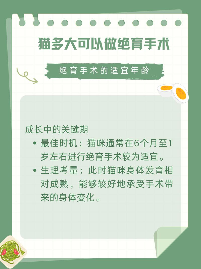 小猫绝育好时机？6-8月，健康发育关键期！（小公猫多大做绝育手术最好）
