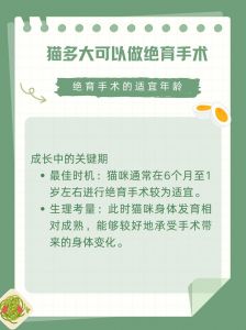 小猫绝育好时机？6-8月，健康发育关键期！（小公猫多大做绝育手术最好）