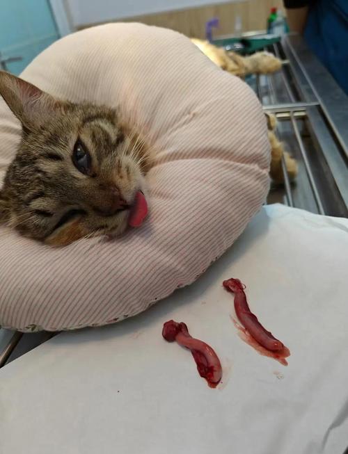 猫咪绝育好时机及术后护理要点（母猫多大可以绝育太皮了）
