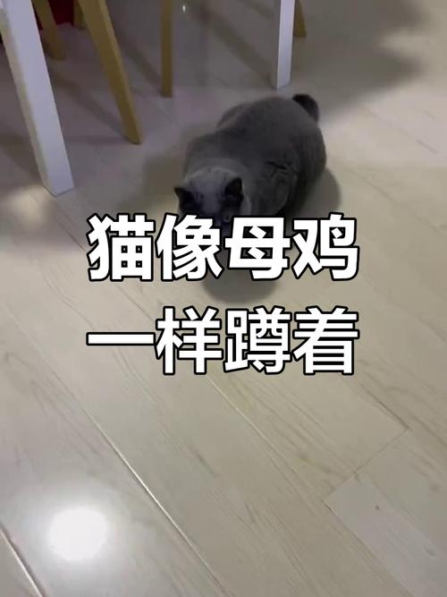 猫咪绝育后母鸡蹲？正常反应，如何护理？（猫咪做完绝育后母鸡蹲）