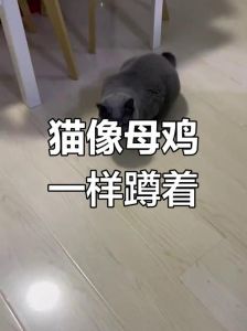 猫咪绝育后母鸡蹲？正常反应，如何护理？（猫咪做完绝育后母鸡蹲）