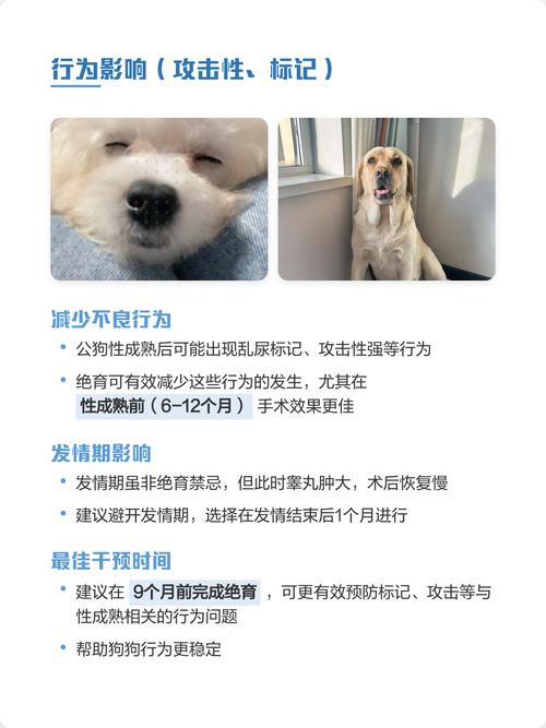 稳定情绪但需注意（柴犬公狗绝育的好处和坏处）