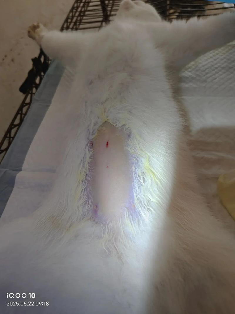 小母猫绝育好处多，健康幸福不能少！（小母猫不绝育有什么方法）