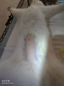 小母猫绝育好处多，健康幸福不能少！（小母猫不绝育有什么方法）