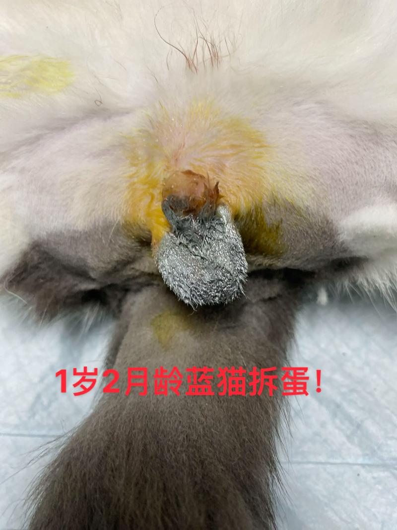绝育公猫不记恨，更乖更健康！（公猫做绝育后会记恨主人吗）