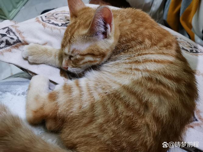 母猫发情嚎叫翻滚？试试抚摸或禁情粉（母猫闹春最快解决方法）