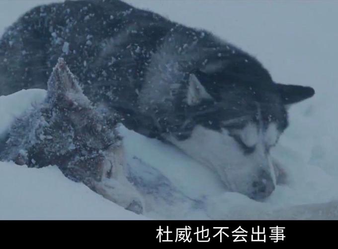 忠诚伙伴，生命英雄（狗狗与主人发生过的感人故事）