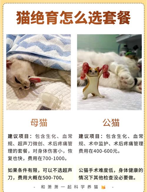 母猫绝育费多少？看麻醉检查地，公猫便宜些（母猫可以做绝育手术多少钱）
