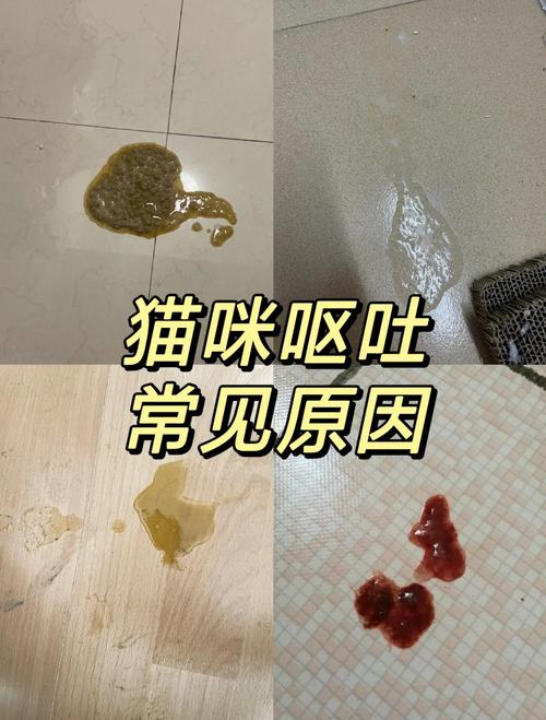 猫咪湿粮呕吐？原因与处理（猫咪吃猫粮正常一吃湿粮就呕吐）