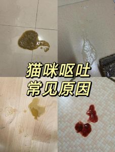 猫咪湿粮呕吐？原因与处理（猫咪吃猫粮正常一吃湿粮就呕吐）